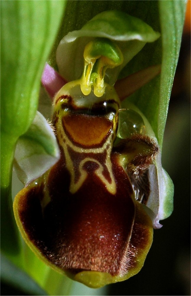 Ophrys picta